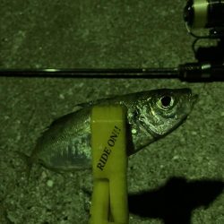 A.P.Pフィッシングガイドサービス　アオリイカはエギに反応渋り、子アジが増えているなかサバのRIDEON！